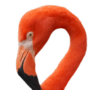 Flamingo logo